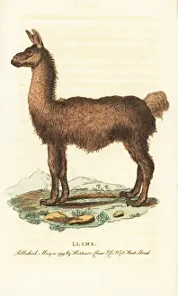 Llama Prints: Llama, Lama glama