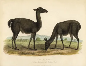 Llama, Lama glama