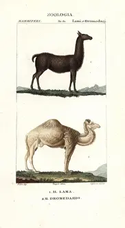 Llama, Lama glama, and dromedary camel, Camelus dromedarius