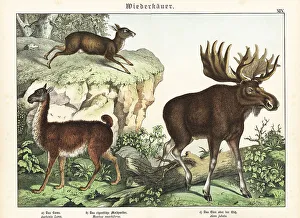 Tierreichs Prints: Llama, musk deer and elk