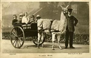 Llama Ride with keeper and children, London Zoo, London