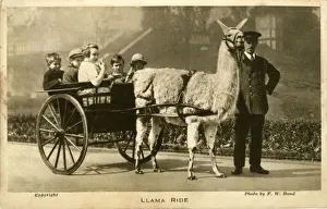 Llama Prints: Llama Ride with keeper and children, London Zoo, London
