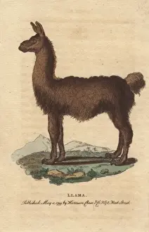 Lama Prints: The llama, South American camelid, Lama glama