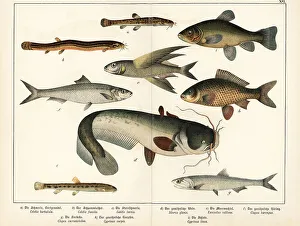 Ichthyology Prints: Loach, flyingfish, herring, anchovy, carp, etc