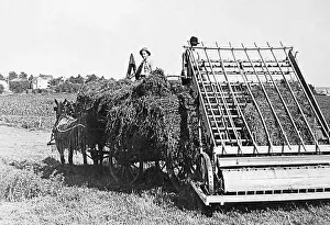 Loading Alfalfa Hay Lincoln Nebraska USA early 1900s