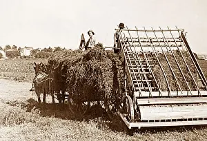 Loading Alfalfa Hay Lincoln Nebraska USA early 1900s