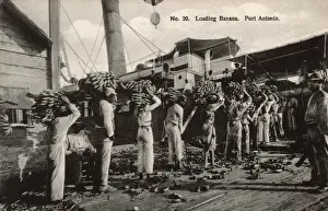 Bunch Prints: Loading Bananas - Port Antonio, Jamaica