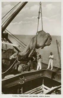 Freighter Prints: Loading a Camel onto a ship at Aden, Yemen