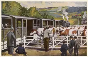 Loading Cattle
