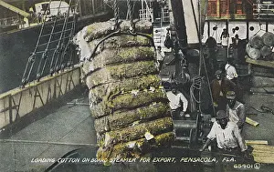 Bales Prints: Loading cotton, Pensacola, Florida, USA