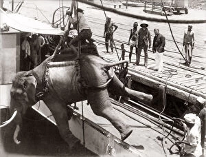 Harness Gallery: Loading an elephant onto a ship, Burma, 1880 s