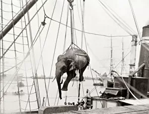 Harness Gallery: Loading and elephant onto a ship with a crane, Burma