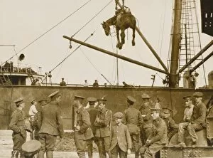 Images Dated 24th August 2012: Loading horses at Boulogne