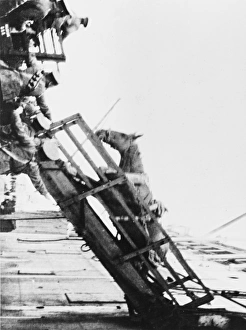 WWI Animals Gallery: Loading horses, World War I