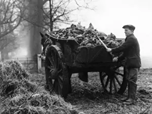 Beet Prints: Loading Mangels