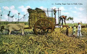 Loading sugar cane in a field, Cuba