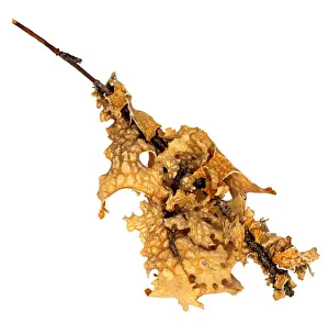 Lobaria pulmonaria, lichen