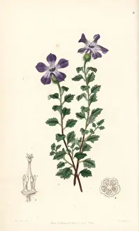 Lobed cyananth, Cyananthus lobatus