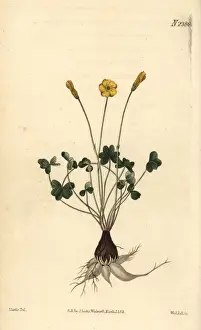Oxalis Prints: Lobed-leaved wood sorrel, Oxalis lobata