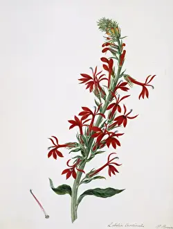 Passeriformes Prints: Lobelia cardinalis, cardinal flower