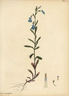 Henry Andrews Prints: Lobelia coronopifolia