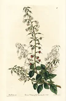 Lobelia-like loose-strife, Lysimachia lobelioides