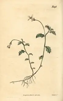 Couchman Prints: Lobelia purpurascens