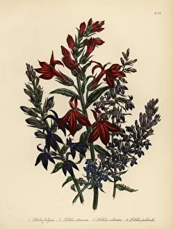 Humphreys Prints: Lobelia species