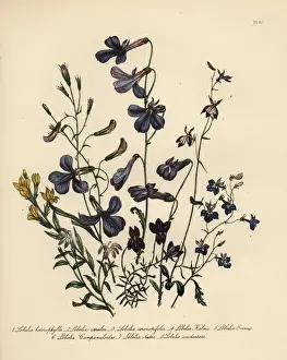 Lobelia species