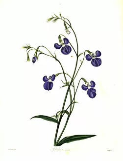 Withers Collection: Lobelia tenuior