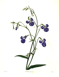 Nevitt Collection: Lobelia tenuior