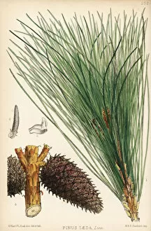 Cone Collection: Loblolly pine, Pinus taeda