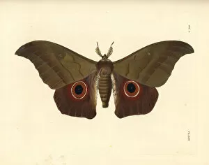 Saturnia Collection: Lobobunaea phaedusa moth