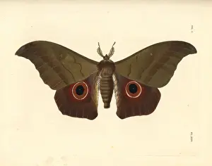 Dorsal Prints: Lobobunaea phaedusa moth