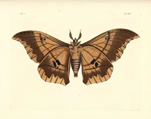 Lobobunaea phaedusa moth