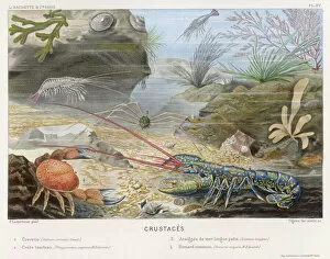 1865 Collection: Lobster, Crab & Friends