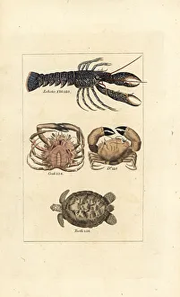 Lobster, crabs and turtle
