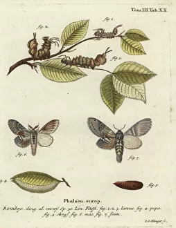 Klinger Collection: Lobster moth, Stauropus fagi