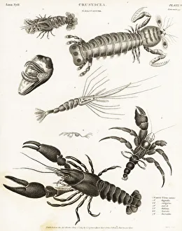 Crustacea Prints: Lobster, shrimp and hermit crab species