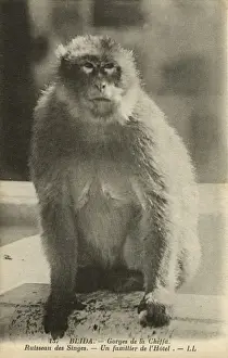 Gorge Prints: A local of the Hotel, Monkey Creek, Chiffa Gorge