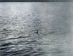 1934 Collection: Loch Ness Monster