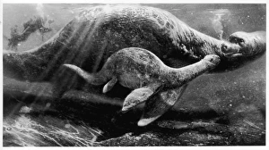 Lives Collection: Lochness Monster
