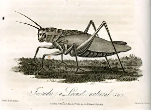 Locust