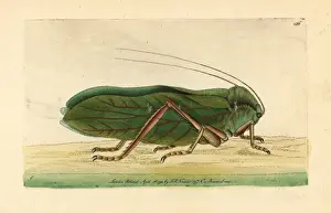 Locust Prints: Locust, Cnemidophyllum citrifolium