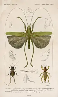 Locust Prints: Locust (Colour Print)