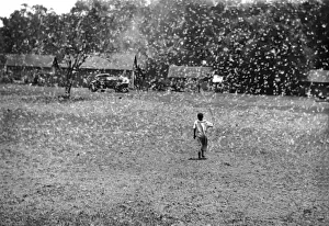 Locust Prints: Locust invasion, Nairobi, Kenya, East Africa