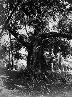 Arboreal Gallery: Locust Tree, Tenerife 1873