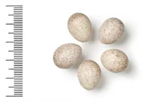 Eggshell Prints: Locustella certhiola, rusty-rumped warbler