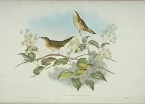 Caelifera Prints: Locustella naevia, grasshopper warbler