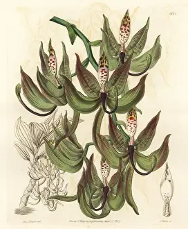 Orchid Prints: Loddiges swanwort orchid, Cycnoches loddigesii